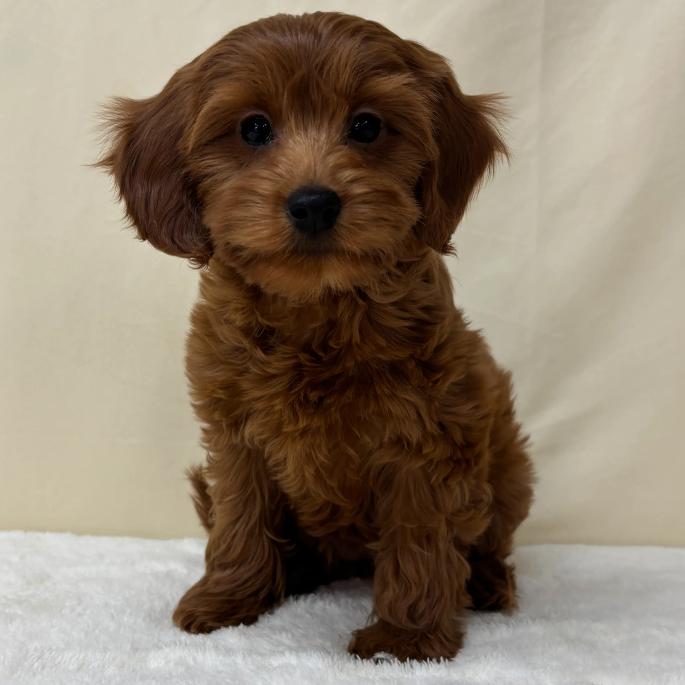 F1b Maltipoo Puppy for Sale in NYC