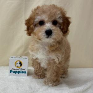 F1b Maltipoo Puppy for Sale