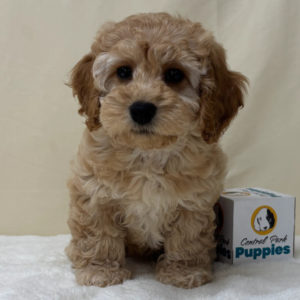 F1b Maltipoo Puppy for Sale