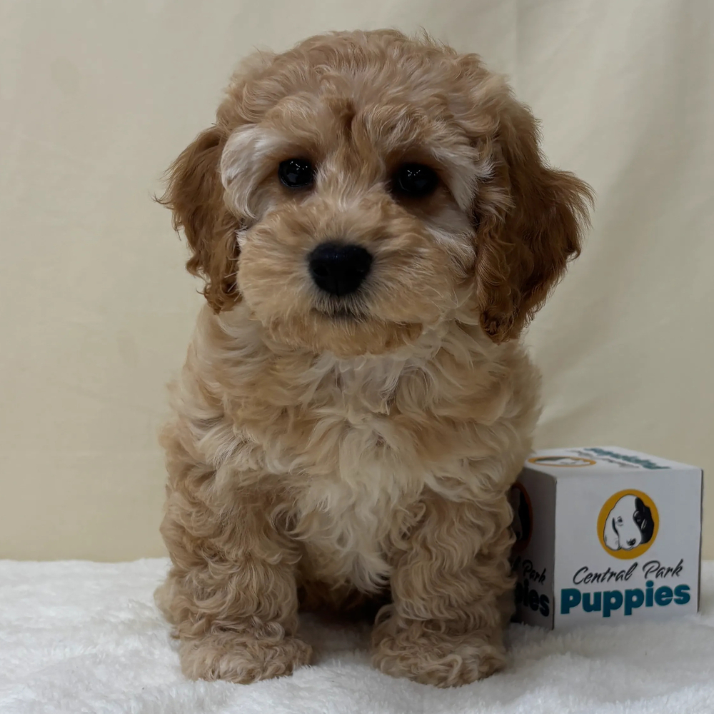 F1b Maltipoo Puppy for Sale in NYC