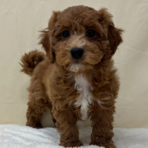 F1b Maltipoo Puppy for Sale