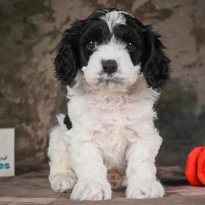 F1 Cavapoo Puppy for Sale