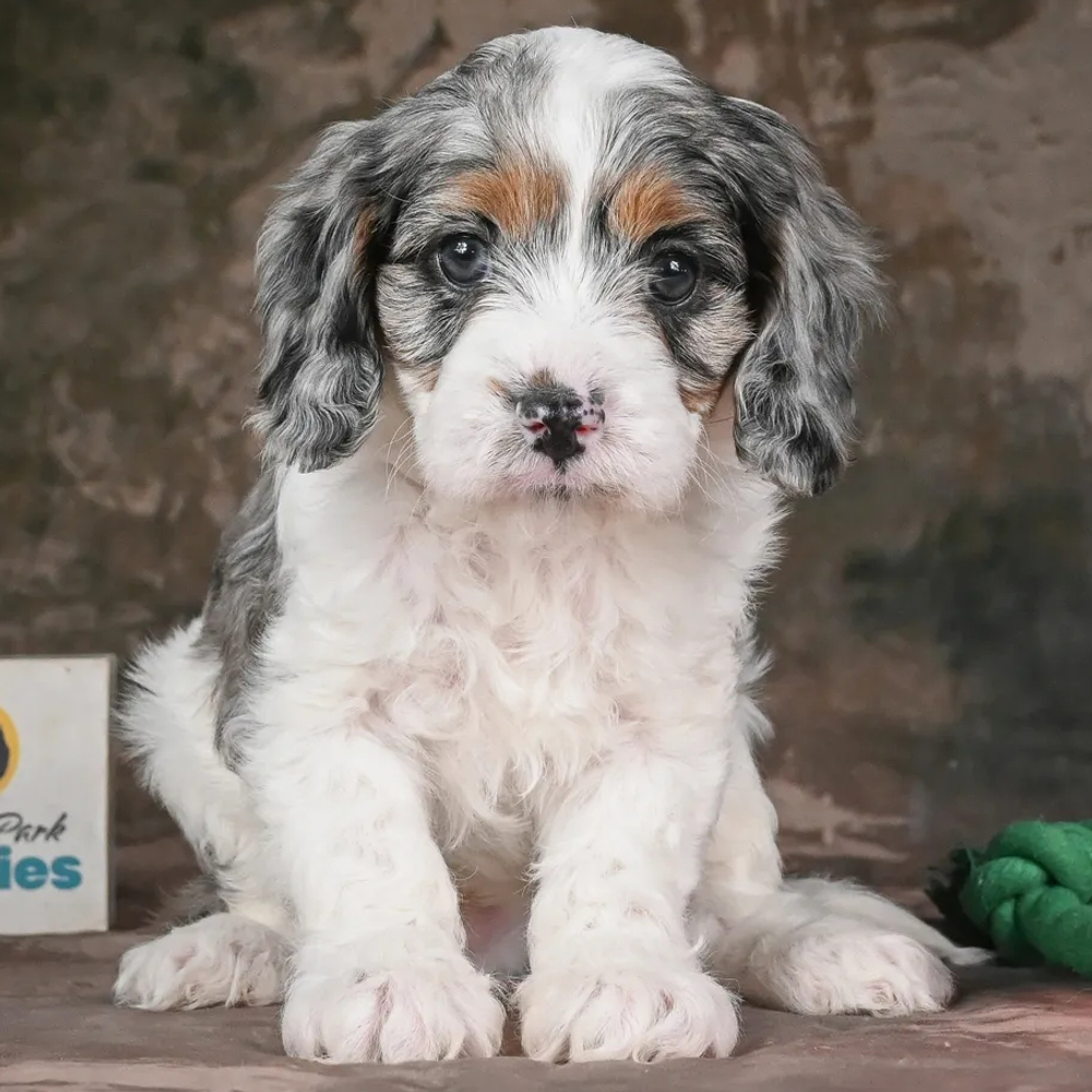 F1 Cavapoo Puppy for Sale in NYC