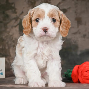 F1 Cavapoo Puppy for Sale