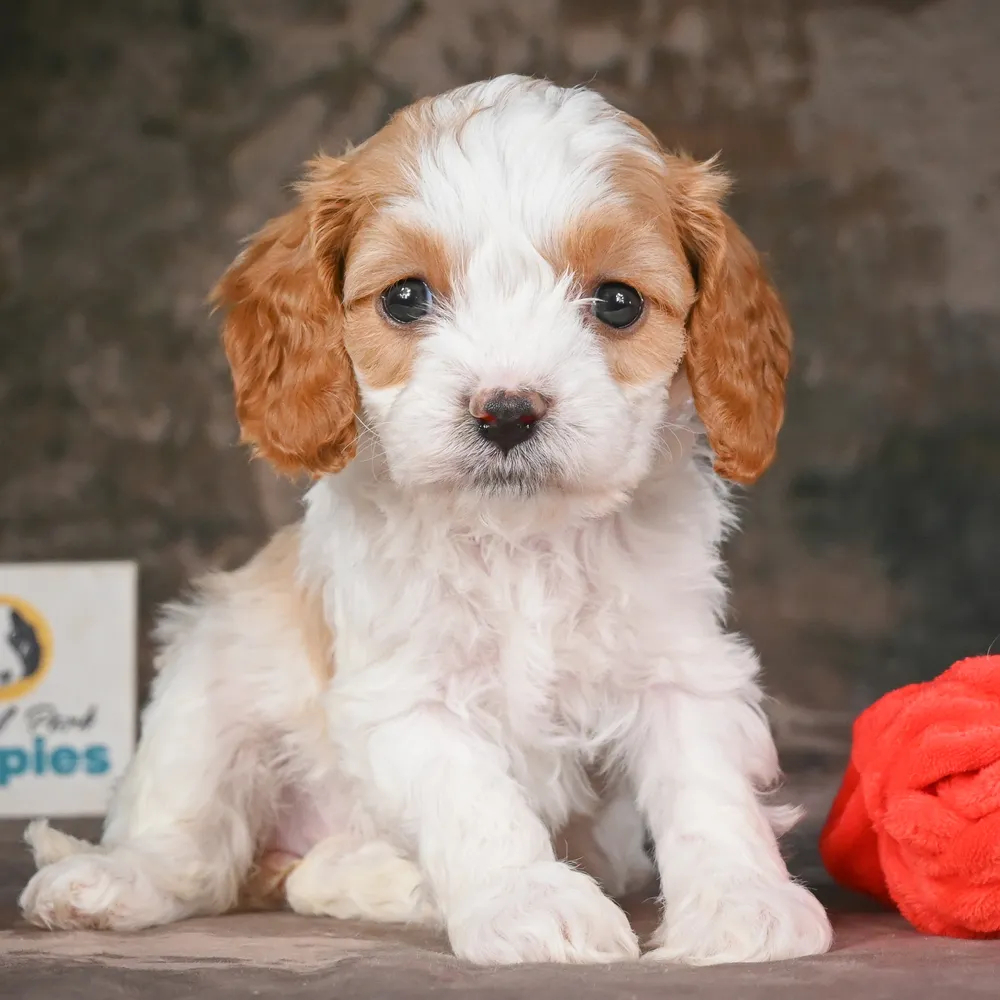 F1 Cavapoo Puppy for Sale in NYC