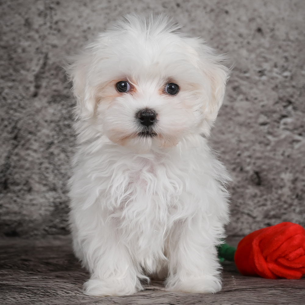 Maltese Puppy for Sale in NYC