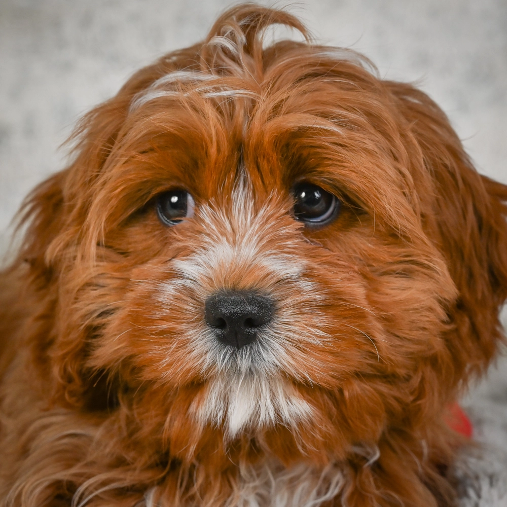 F1 Cavapoo Puppy for Sale in NYC