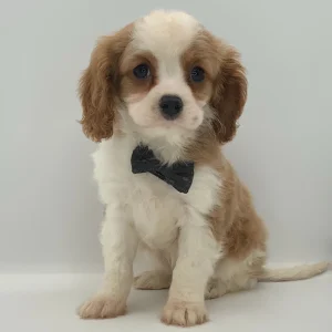 Cavalier King Charles Spaniel Puppy for Sale