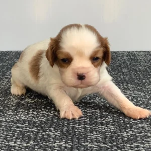 Cavalier King Charles Spaniel Puppy for Sale
