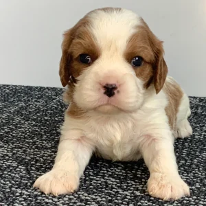 Cavalier King Charles Spaniel Puppy for Sale