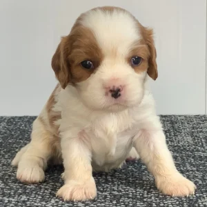 Cavalier King Charles Spaniel Puppy for Sale