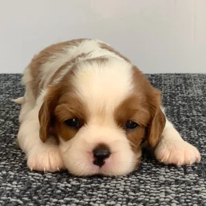 Cavalier King Charles Spaniel Puppy for Sale