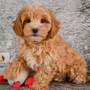 F1 Maltipoo Puppy for Sale