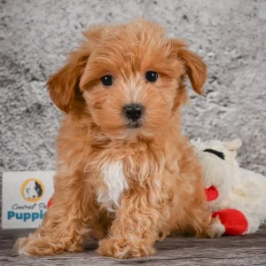 F1 Maltipoo Puppy for Sale