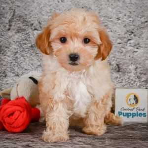 F1 Maltipoo Puppy for Sale