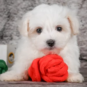 Maltese Puppy for Sale