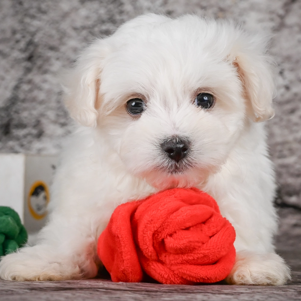 Maltese Puppy for Sale in NYC