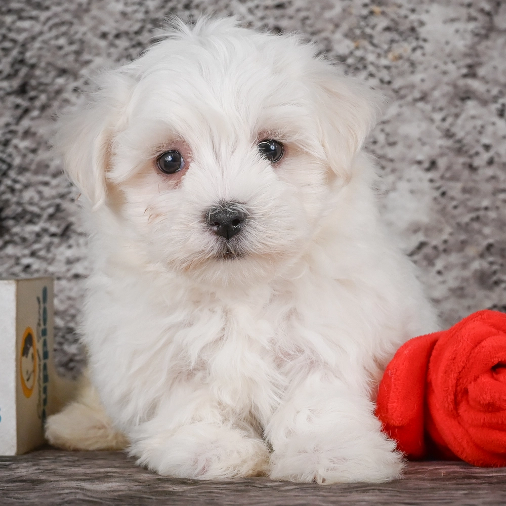 Maltese Puppy for Sale in NYC