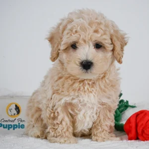 F1 Maltipoo Puppy for Sale