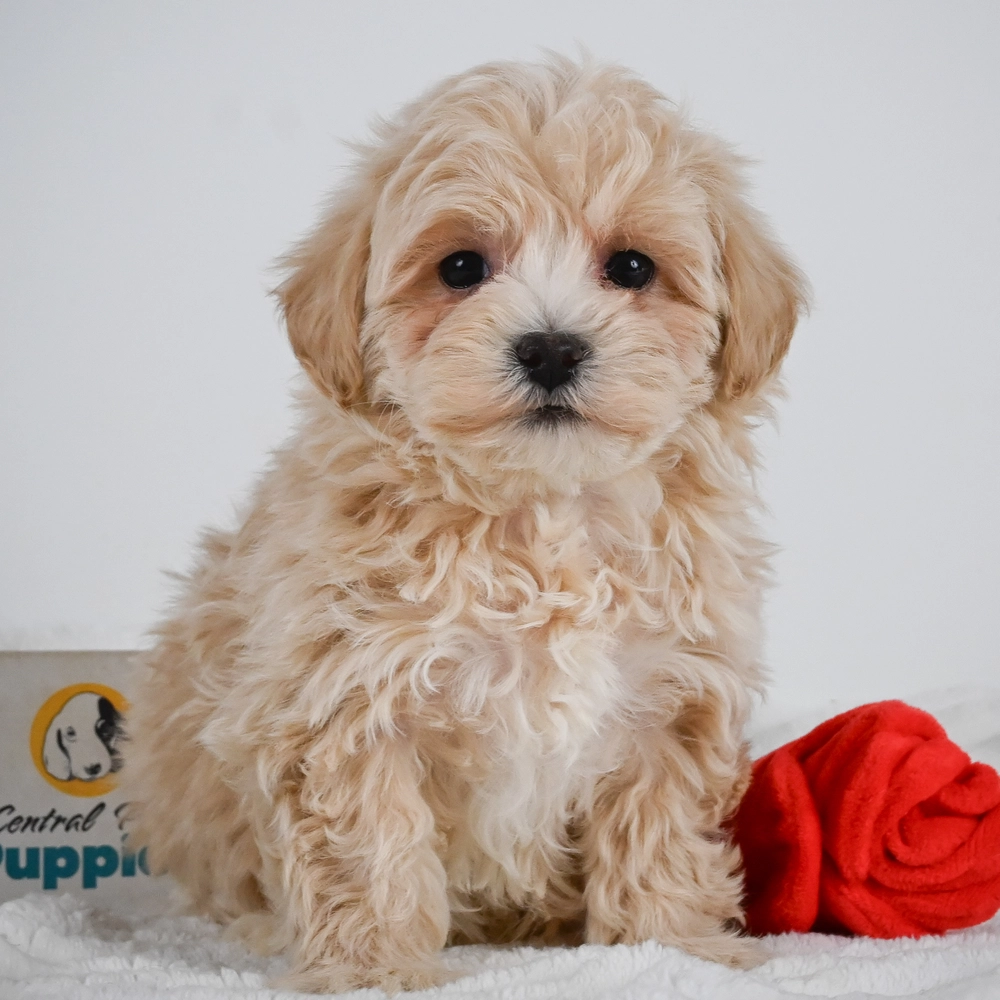 F1 Maltipoo Puppy for Sale in NYC