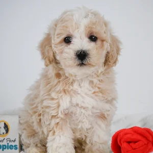 F1 Maltipoo Puppy for Sale