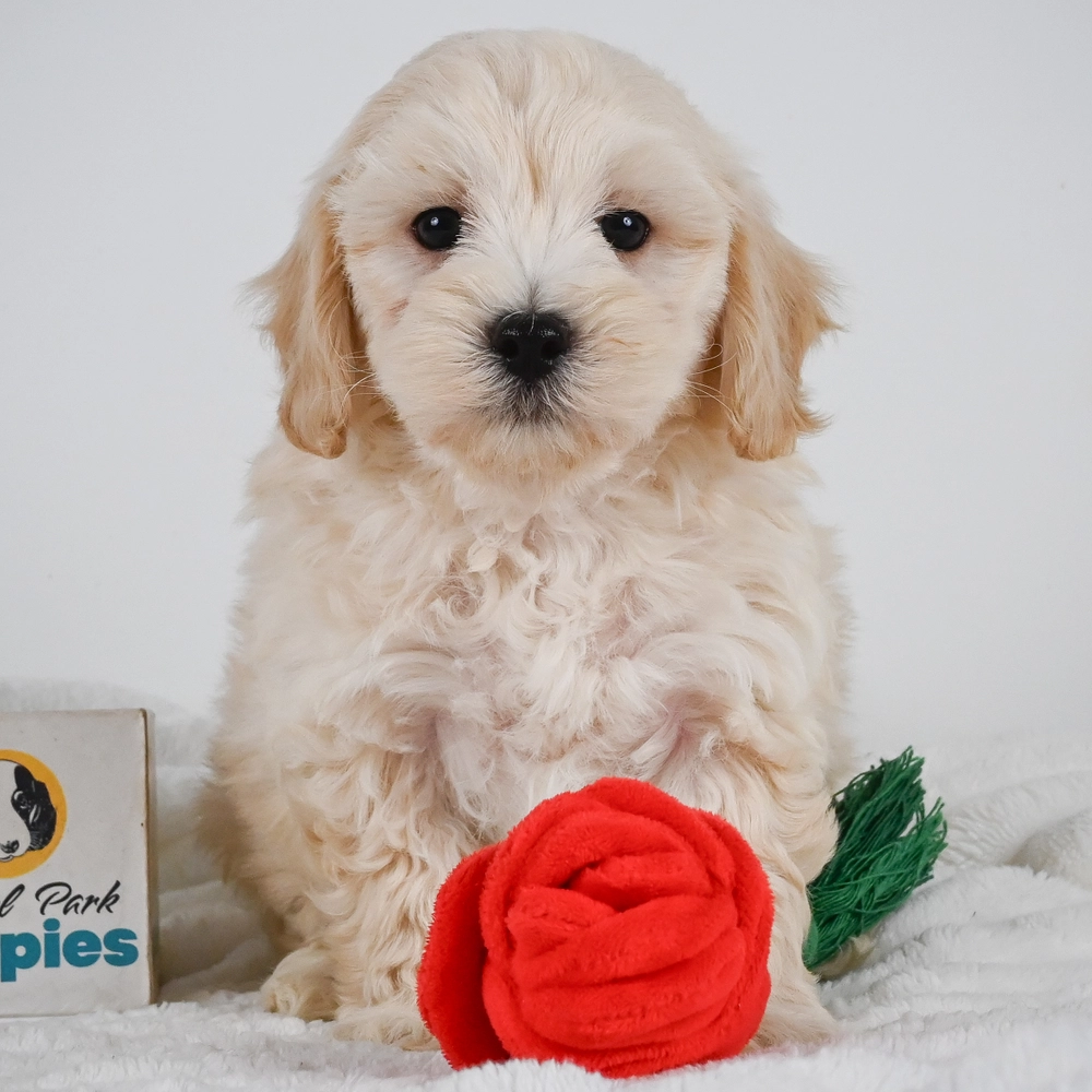 F1 Maltipoo Puppy for Sale in NYC