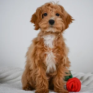 F1 Maltipoo Puppy for Sale