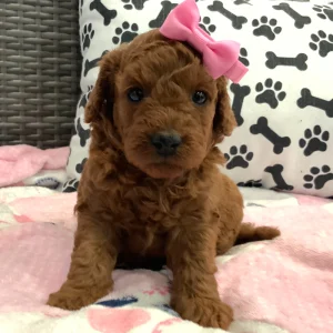 F1b Mini Goldendoodle Puppy for Sale