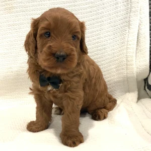 F1b Mini Goldendoodle Puppy for Sale