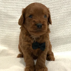 F1b Mini Goldendoodle Puppy for Sale