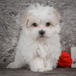 Maltese Puppy for Sale
