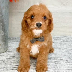 F1 Cavapoo Puppy for Sale