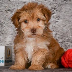 F1 Morkie Puppy for Sale