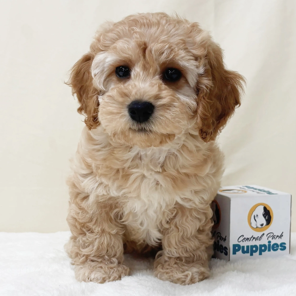 F1b Maltipoo Puppy for Sale in NYC
