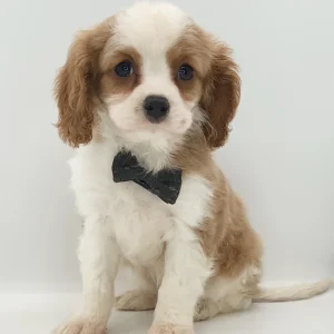 Cavalier King Charles Spaniel Puppy for Sale