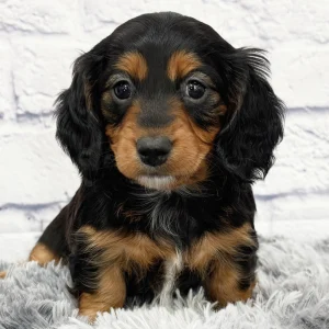 Mini Dachshund Puppy for Sale