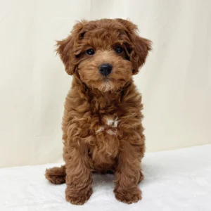 F1b Maltipoo Puppy for Sale