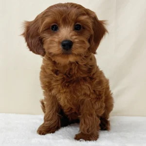 F1b Maltipoo Puppy for Sale