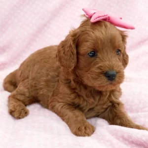 F1b Mini Goldendoodle Puppy for Sale