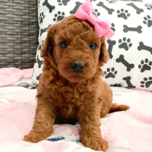 F1b Mini Goldendoodle Puppy for Sale