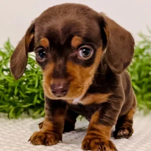 Mini Dachshund Puppy for Sale