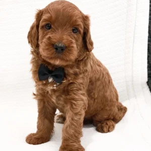 F1b Mini Goldendoodle Puppy for Sale