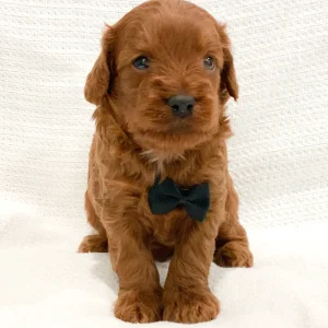 F1b Mini Goldendoodle Puppy for Sale