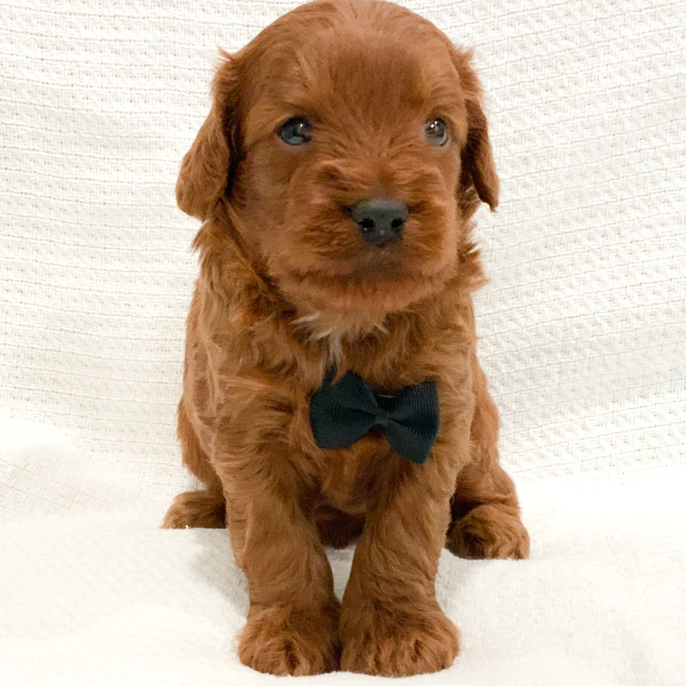 F1b Mini Goldendoodle Puppy for Sale in NYC