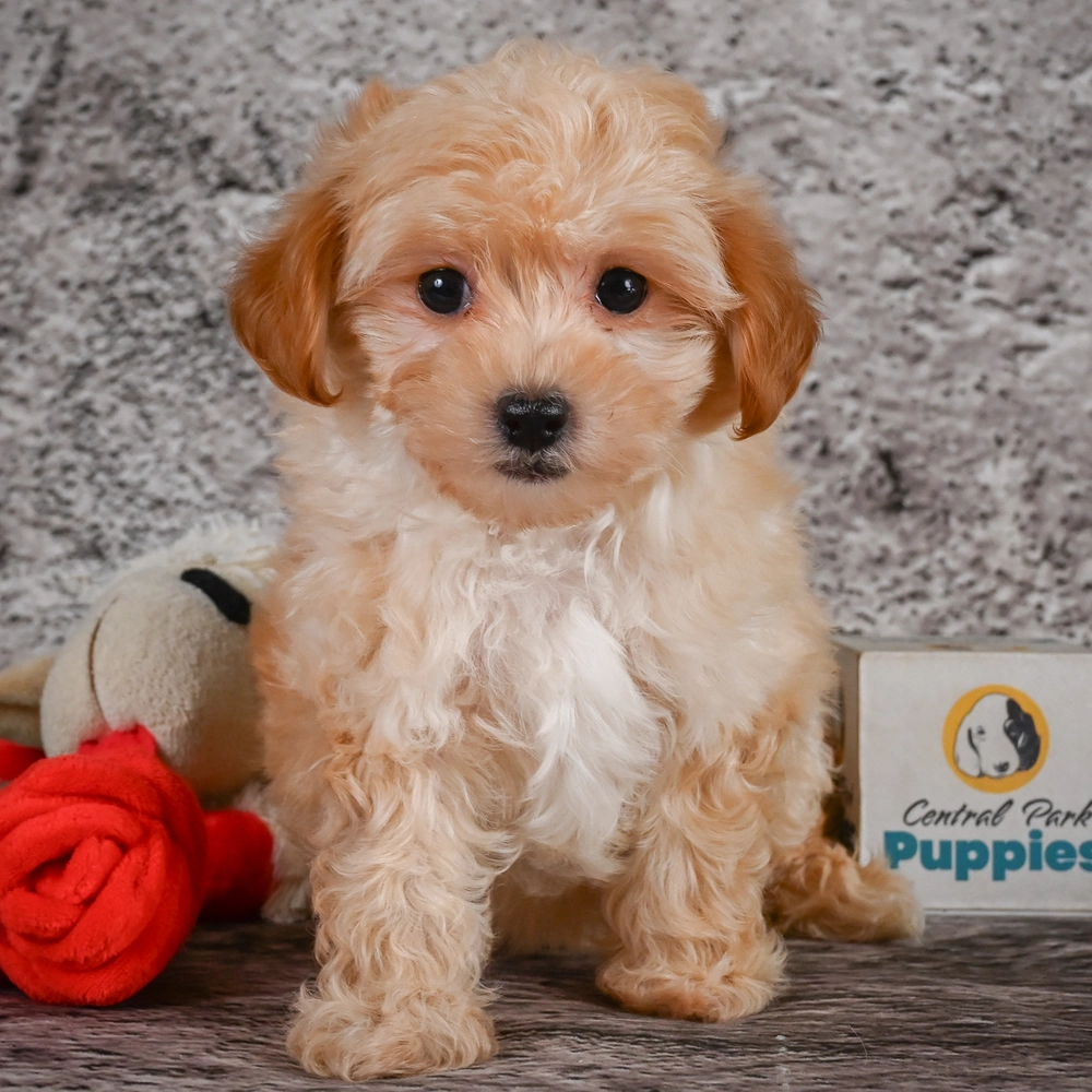 F1 Maltipoo Puppy for Sale in NYC