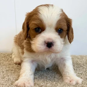 Cavalier King Charles Spaniel Puppy for Sale
