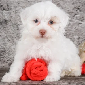 F1 Maltipoo Puppy for Sale