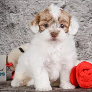 F1 Maltipoo Puppy for Sale