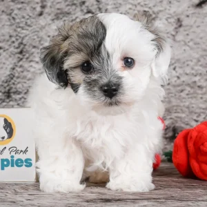 F1 Maltipoo Puppy for Sale