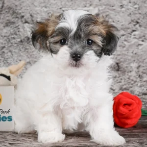 F1 Maltipoo Puppy for Sale